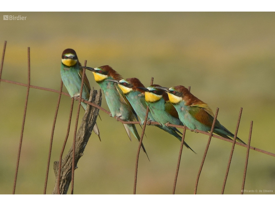 Merops apiaster