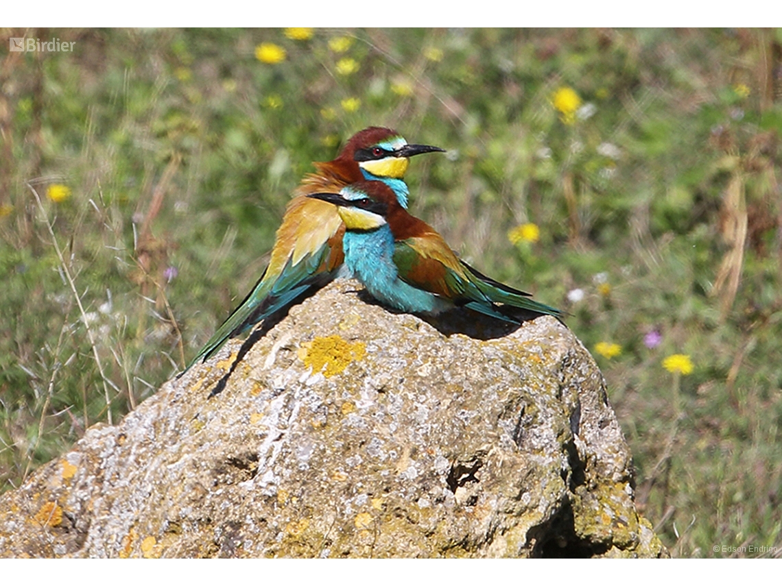 Merops apiaster