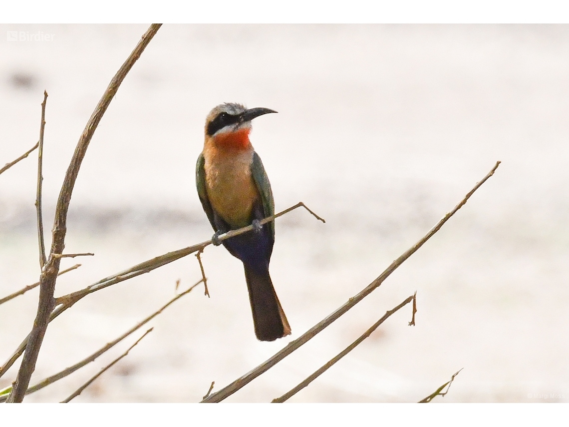 Merops bullockoides