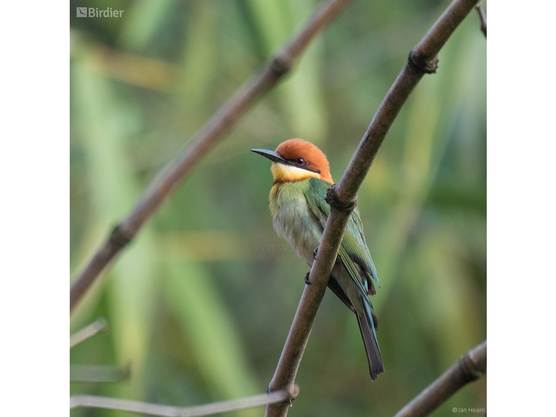 Merops leschenaulti