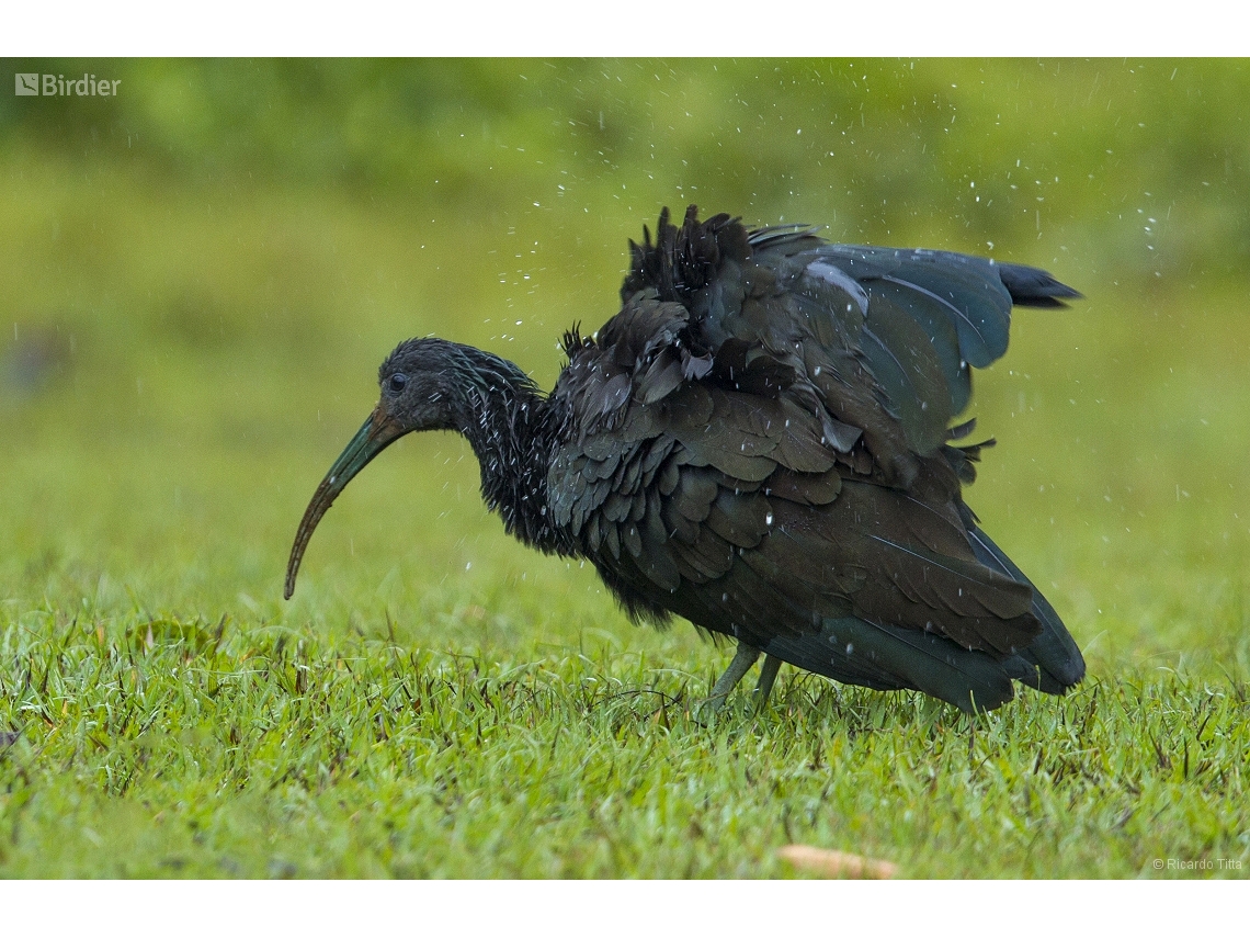 Mesembrinibis cayennensis