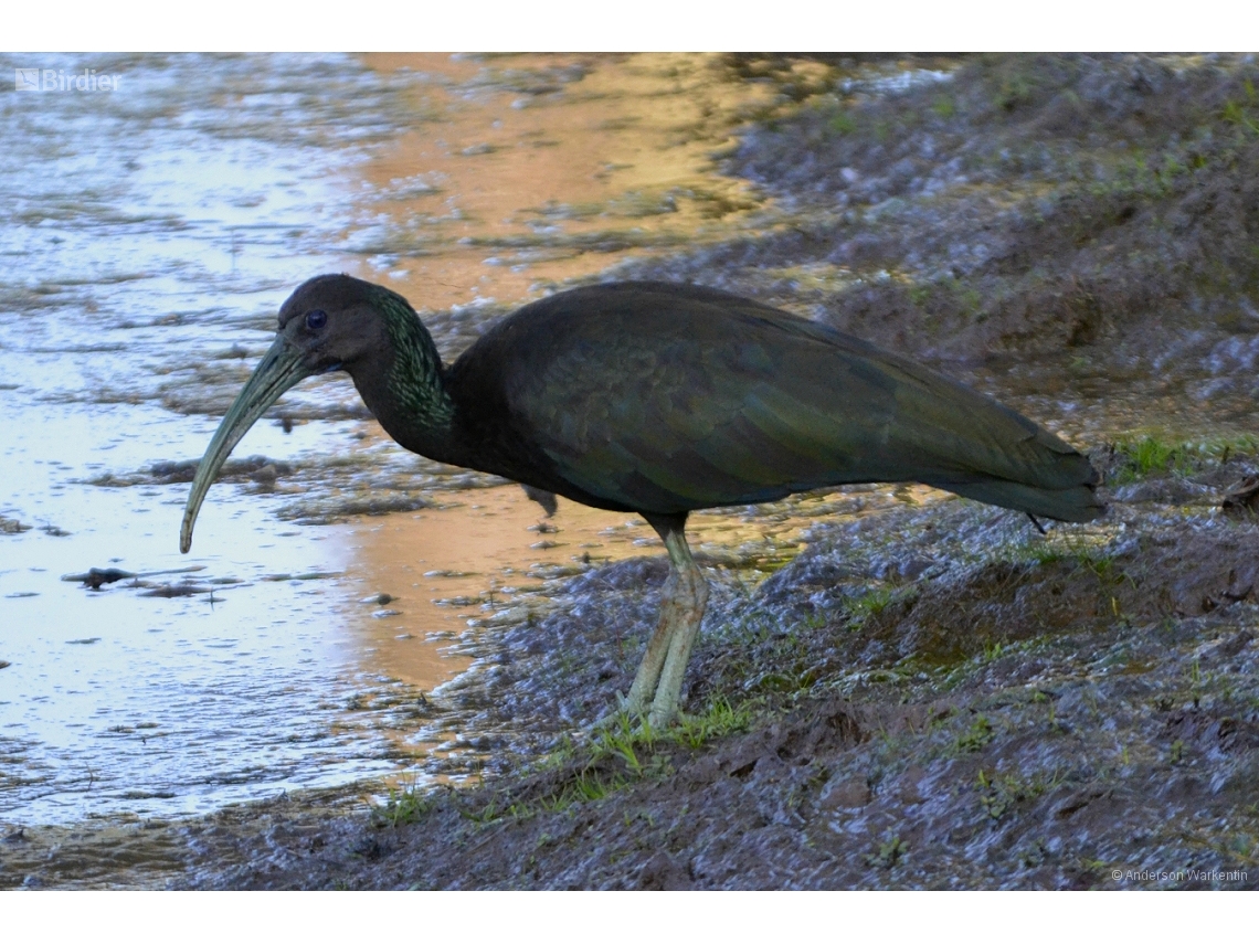 Mesembrinibis cayennensis