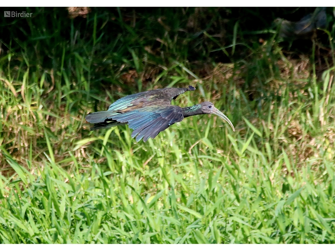 Mesembrinibis cayennensis