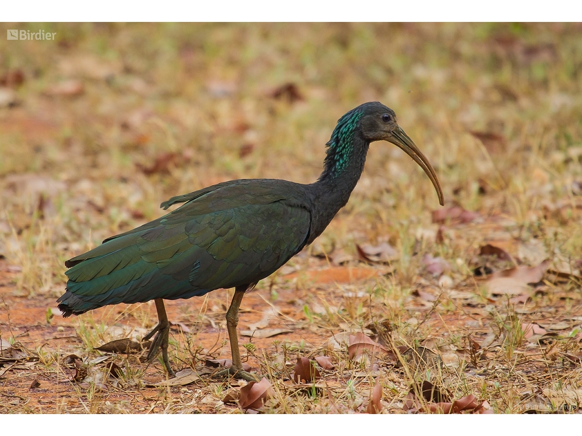 Mesembrinibis cayennensis