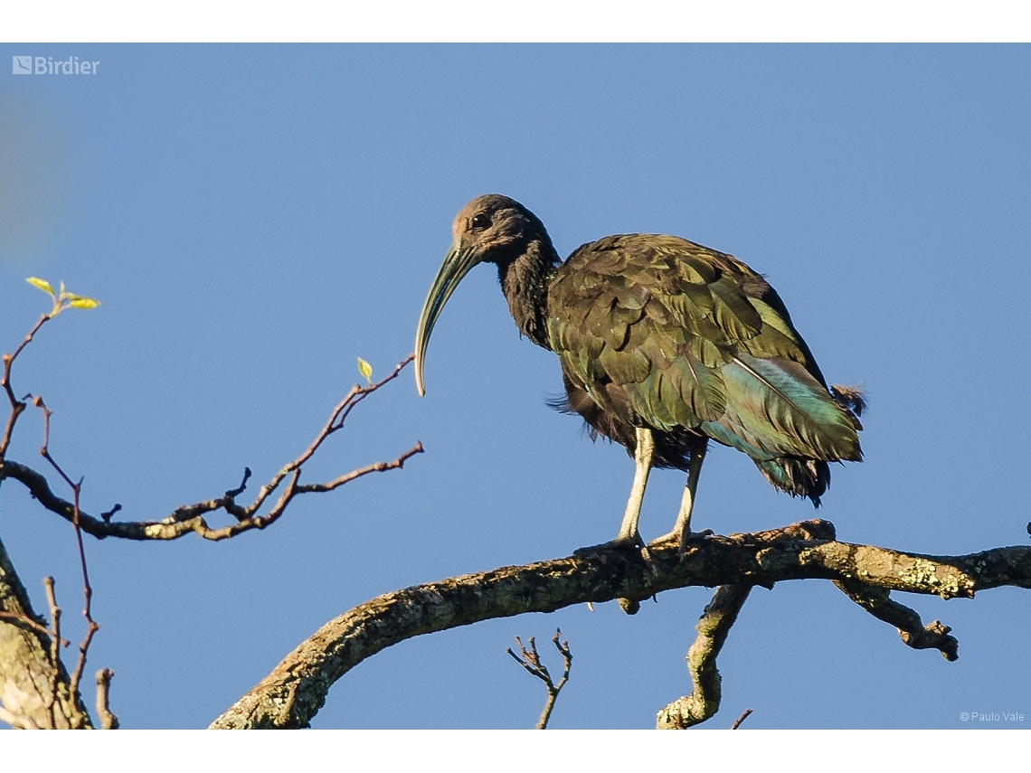 Mesembrinibis cayennensis