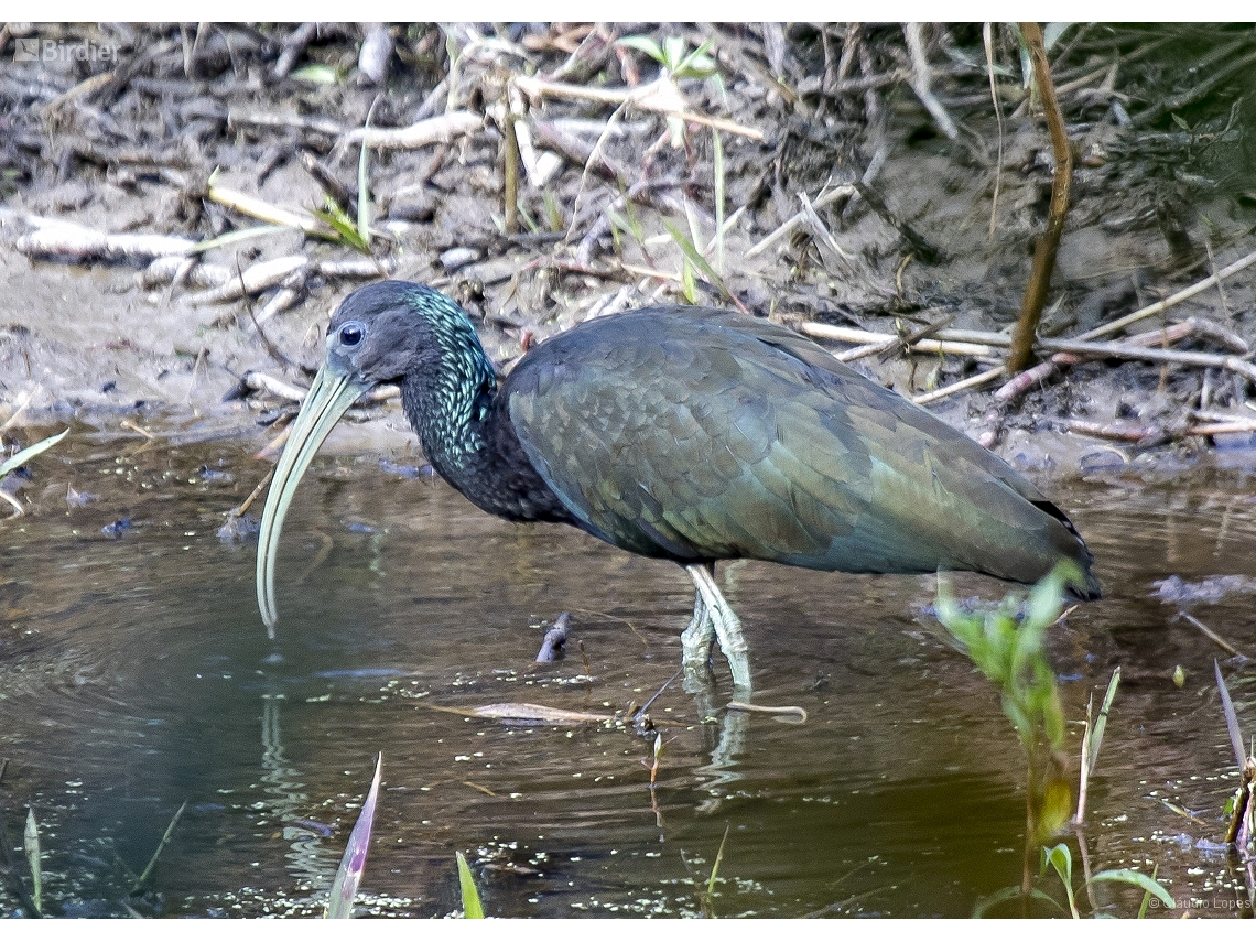 Mesembrinibis cayennensis