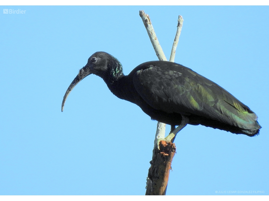 Mesembrinibis cayennensis