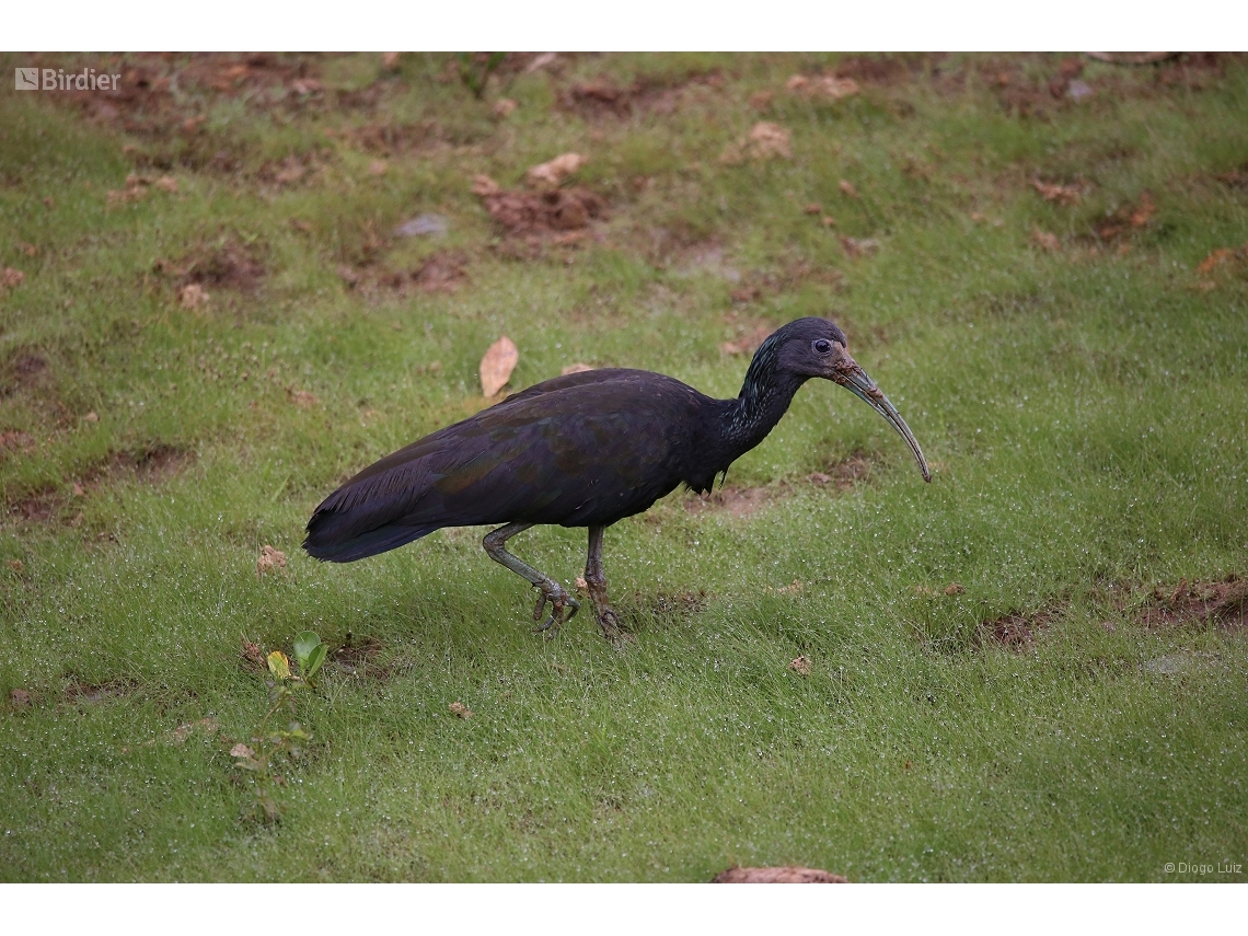 Mesembrinibis cayennensis