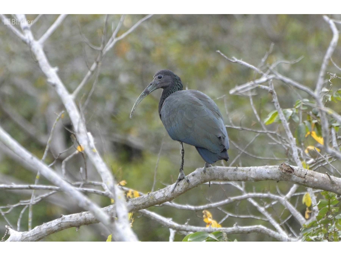 Mesembrinibis cayennensis