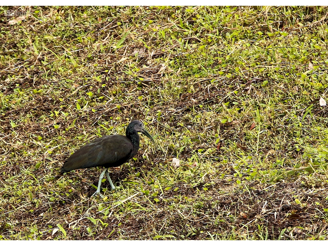 Mesembrinibis cayennensis