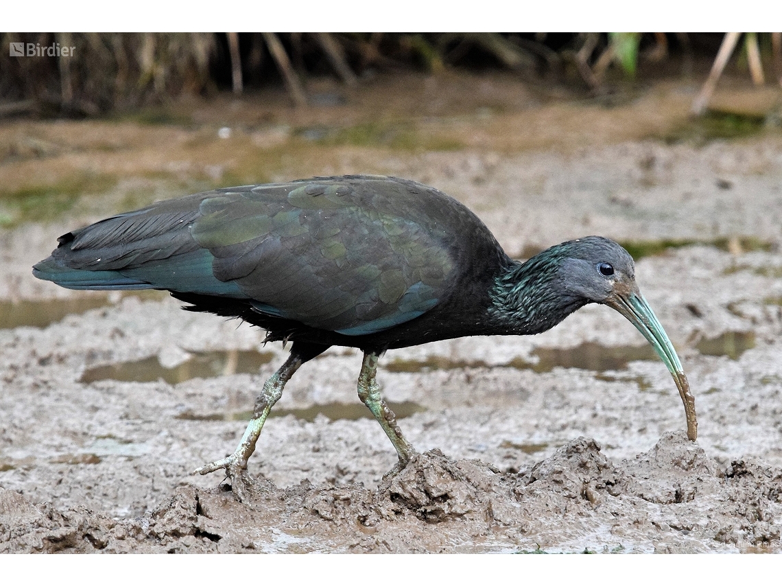 Mesembrinibis cayennensis