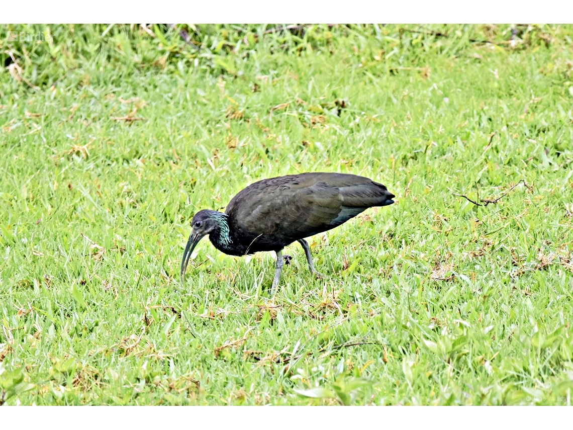 Mesembrinibis cayennensis