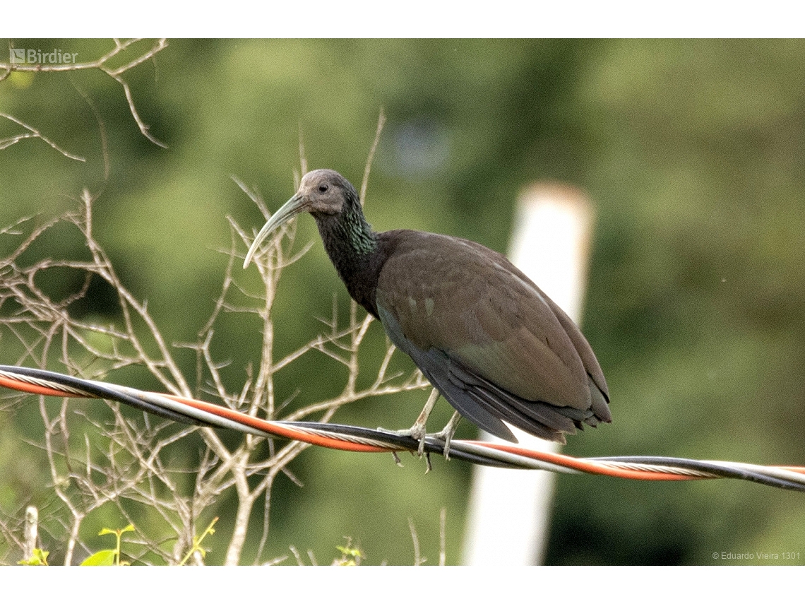 Mesembrinibis cayennensis