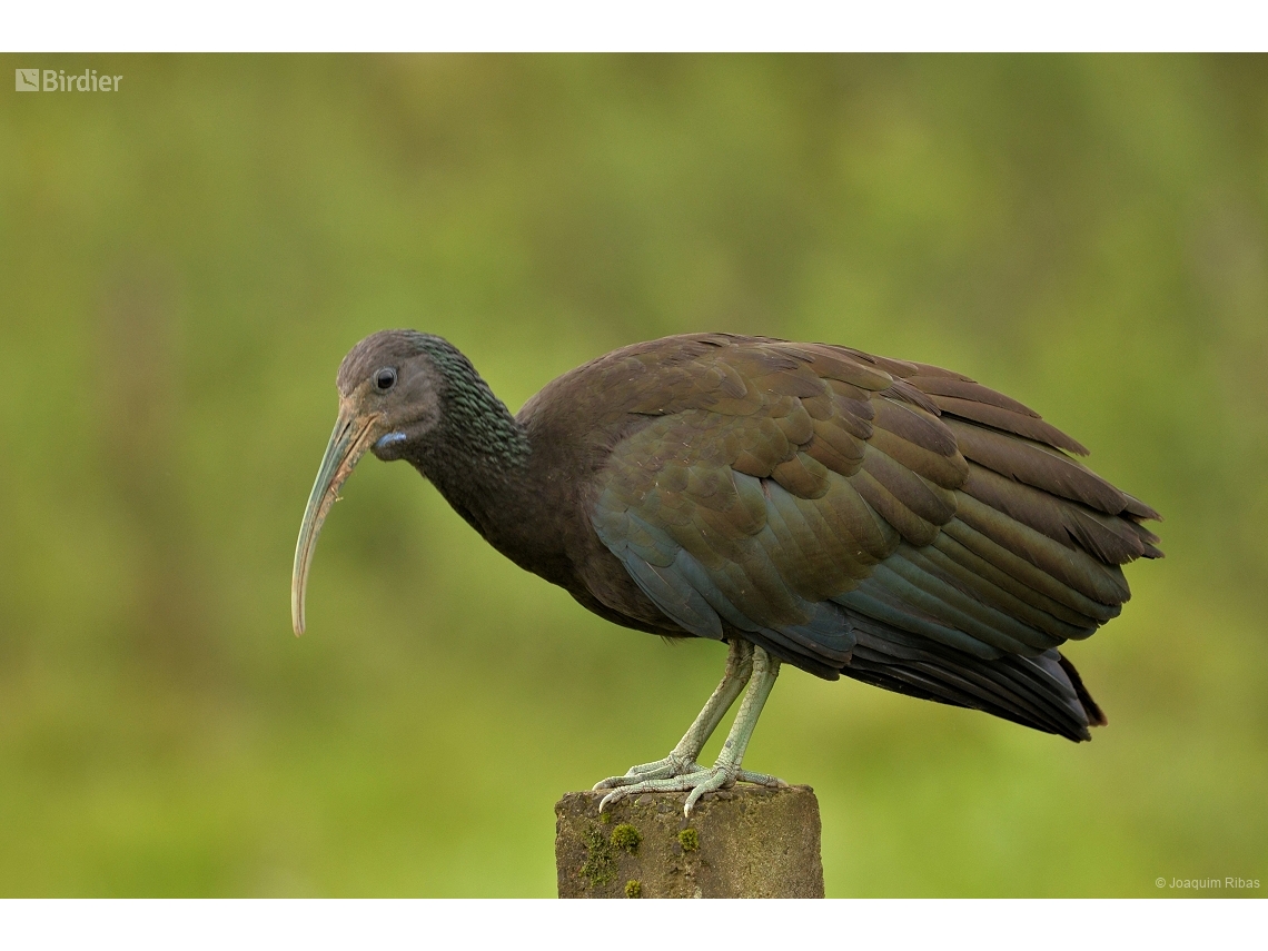 Mesembrinibis cayennensis