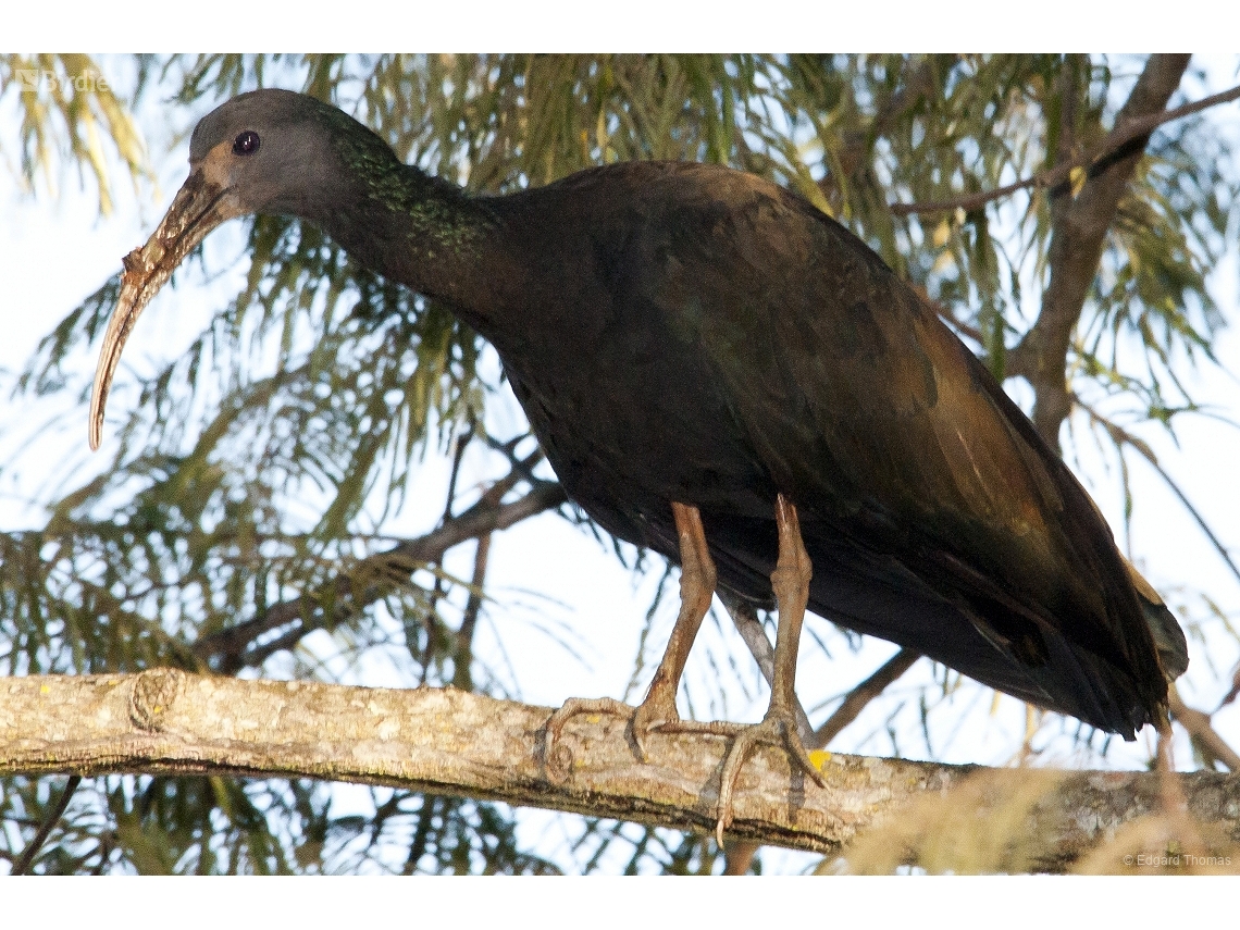 Mesembrinibis cayennensis