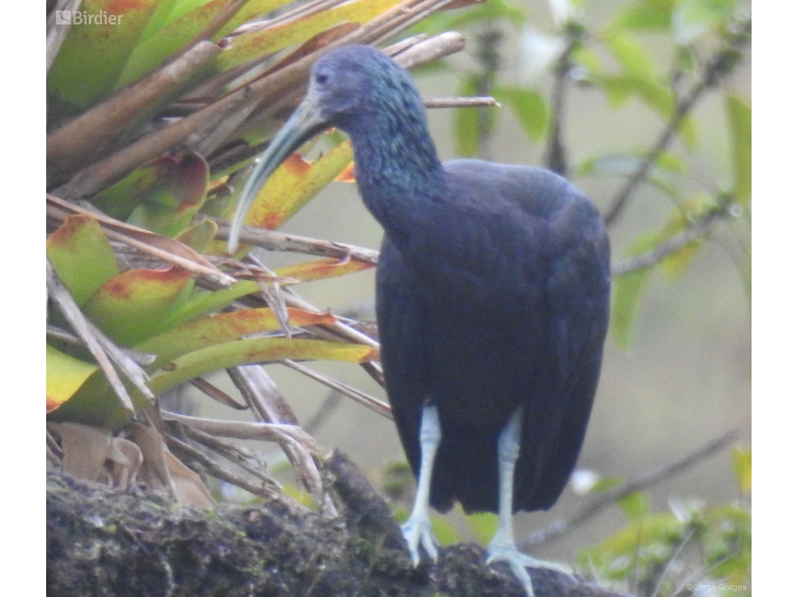 Mesembrinibis cayennensis