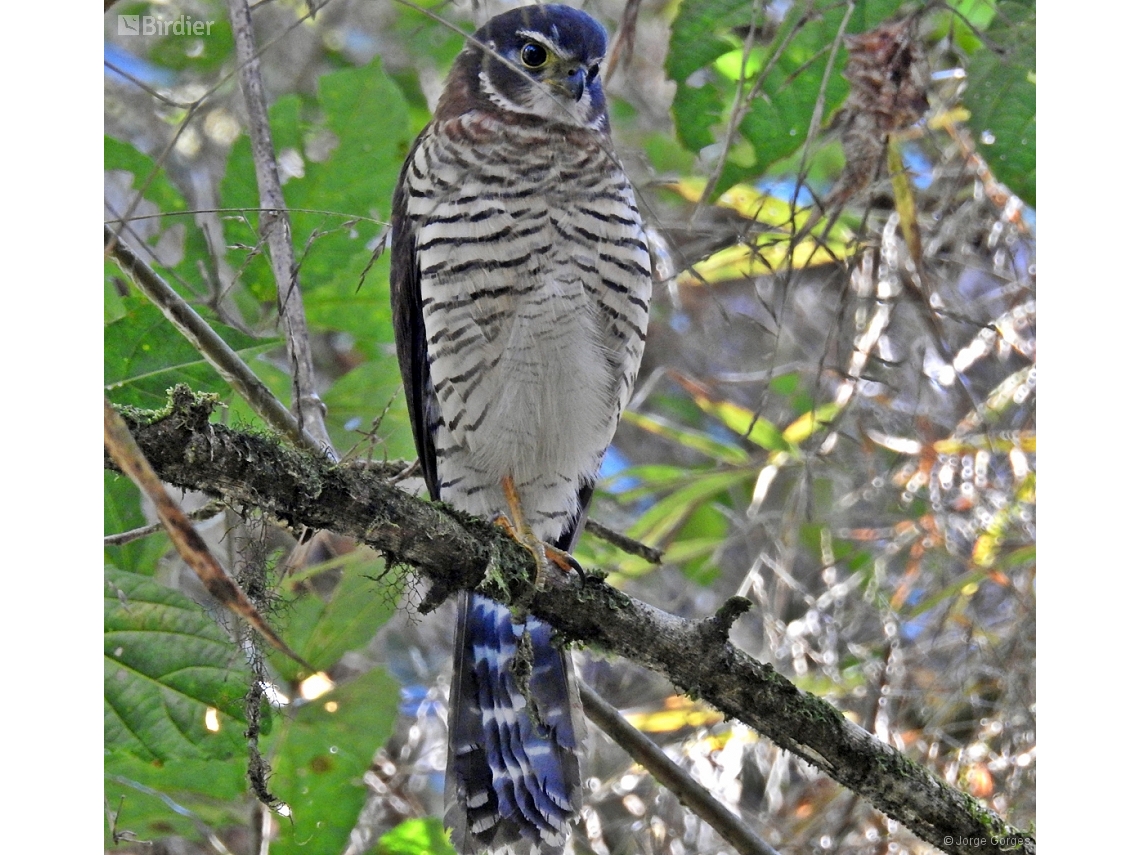 Micrastur ruficollis