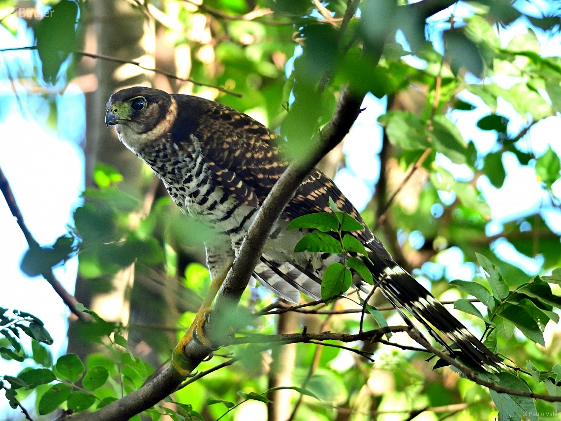 Micrastur semitorquatus