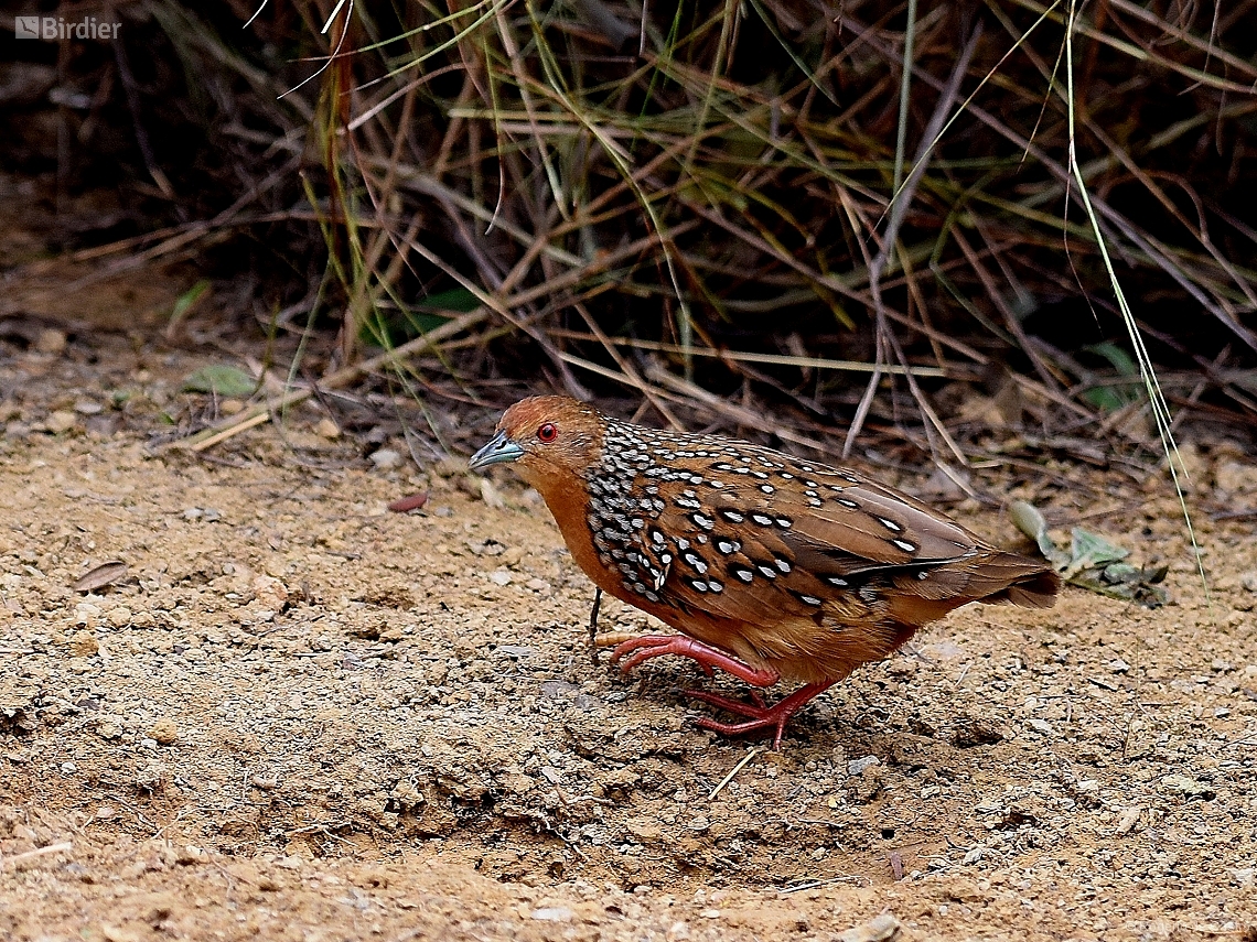 Rufirallus schomburgkii