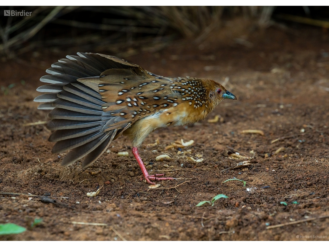 Rufirallus schomburgkii