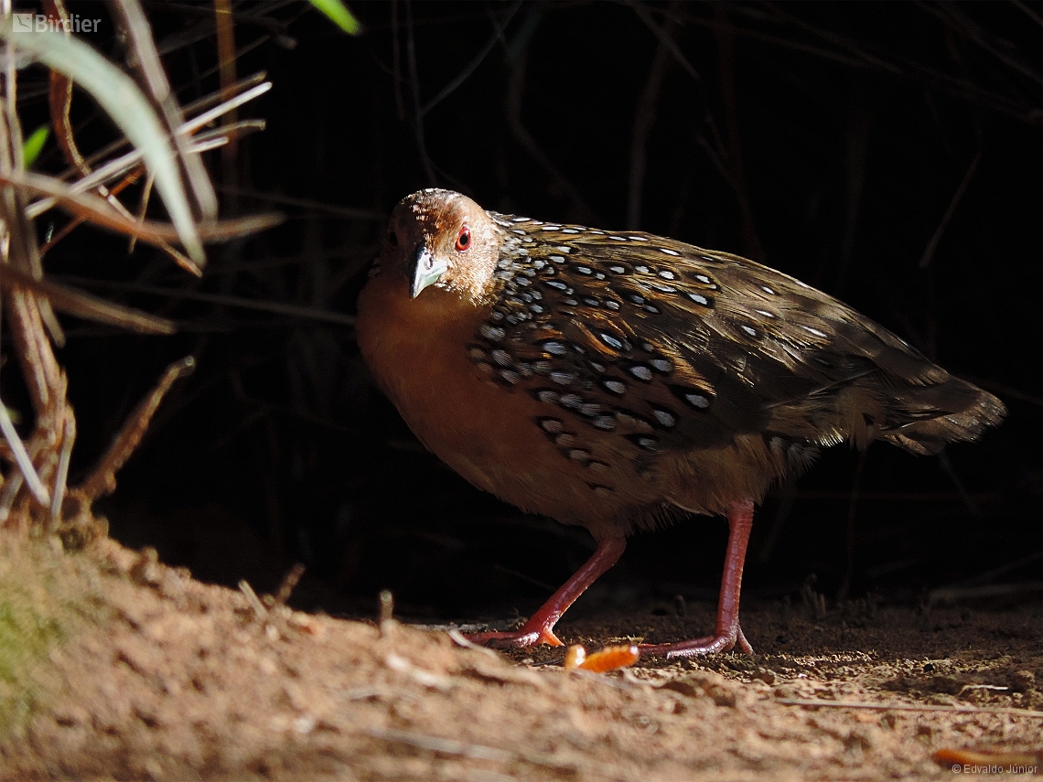 Rufirallus schomburgkii