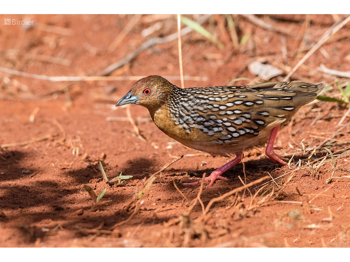 Rufirallus schomburgkii