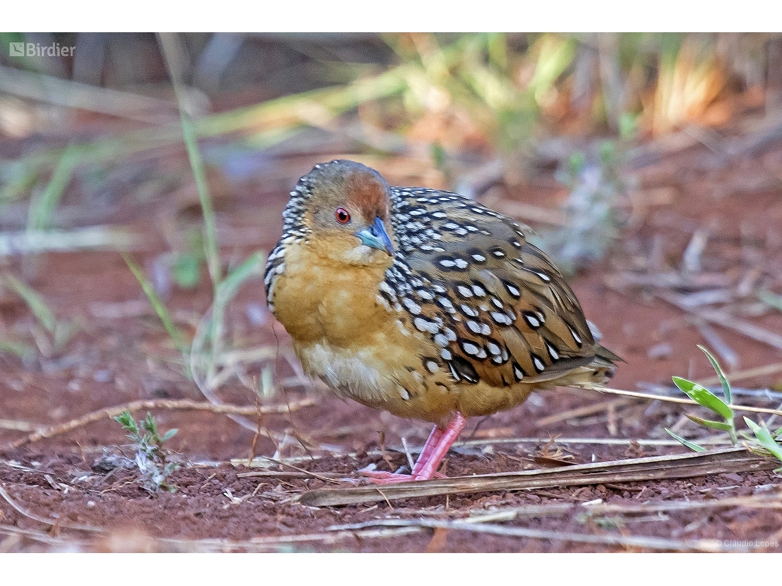 Rufirallus schomburgkii