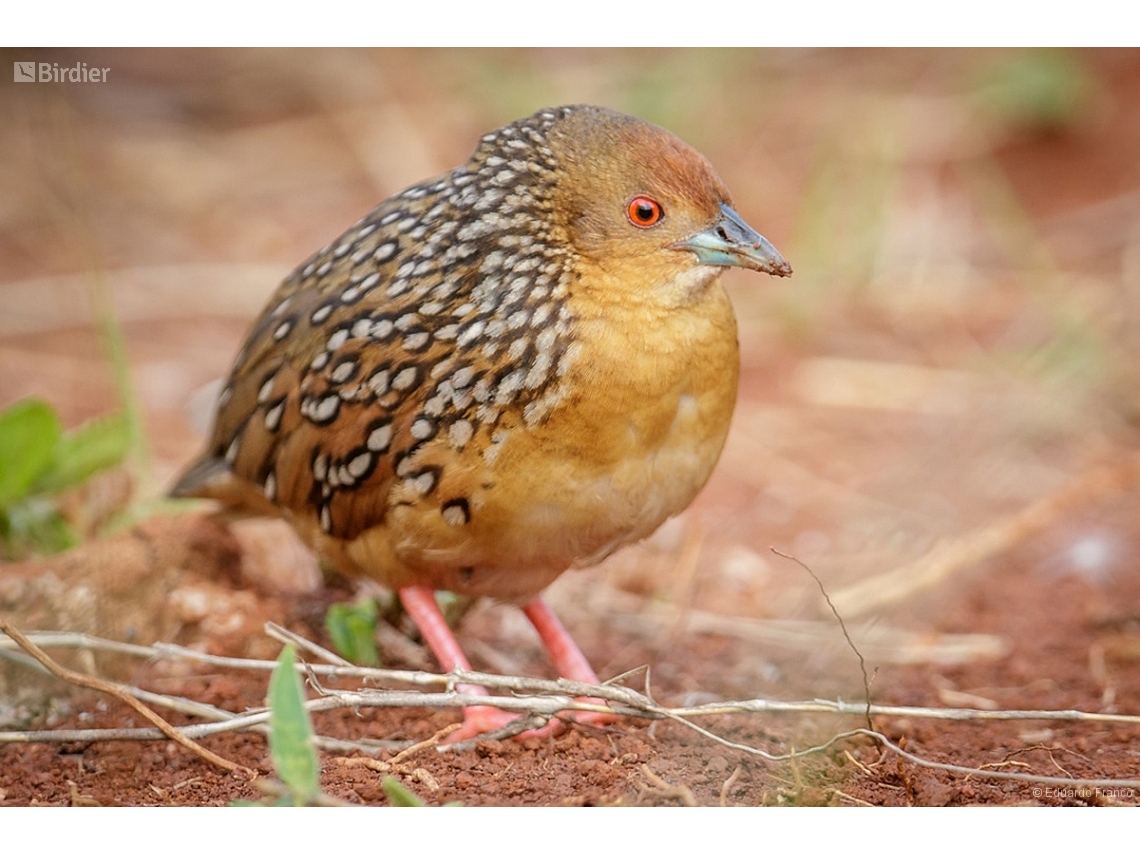 Rufirallus schomburgkii