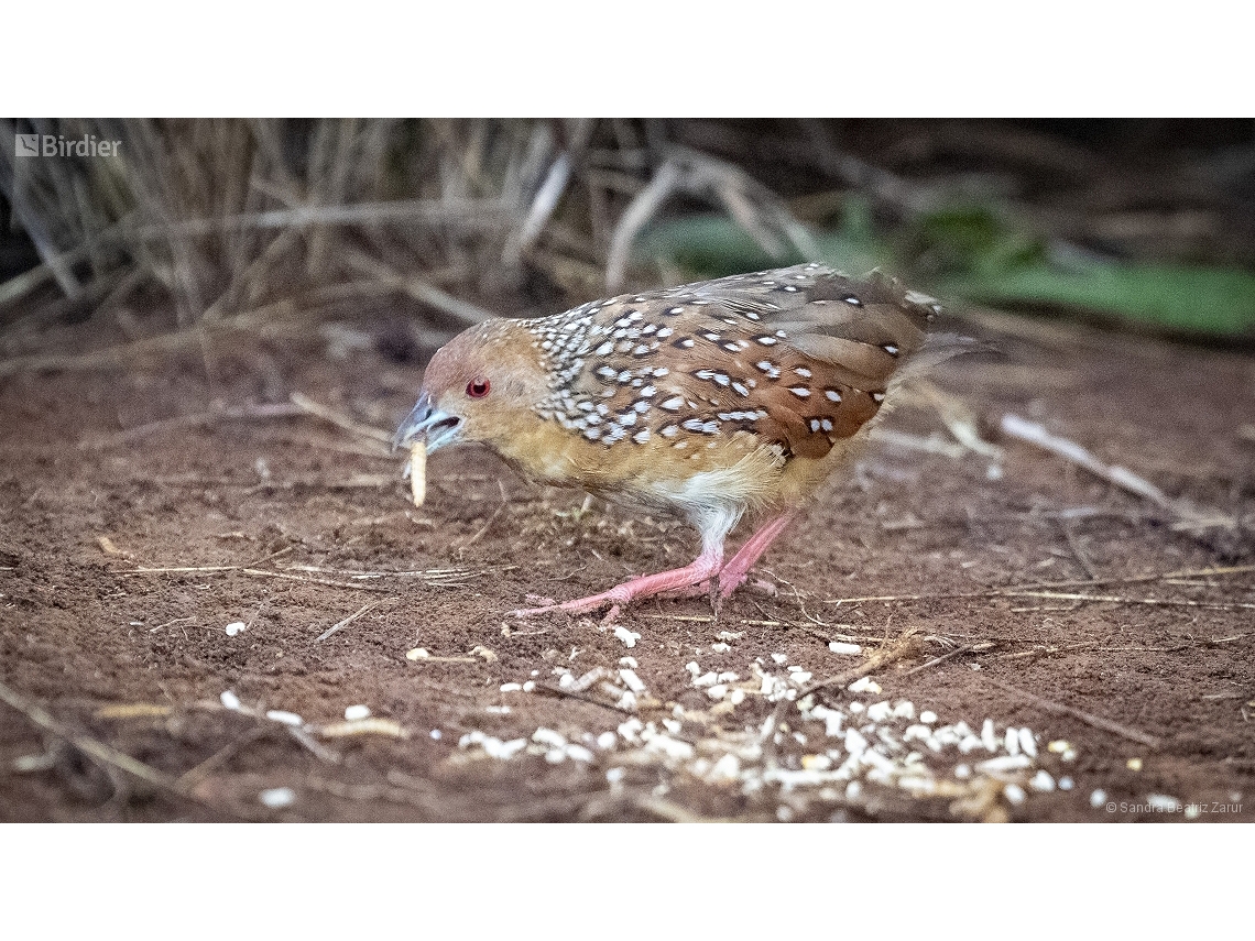 Rufirallus schomburgkii