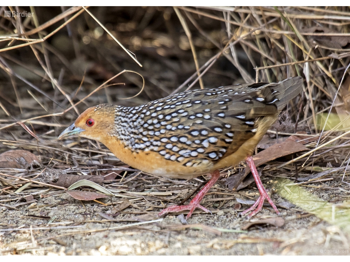Rufirallus schomburgkii