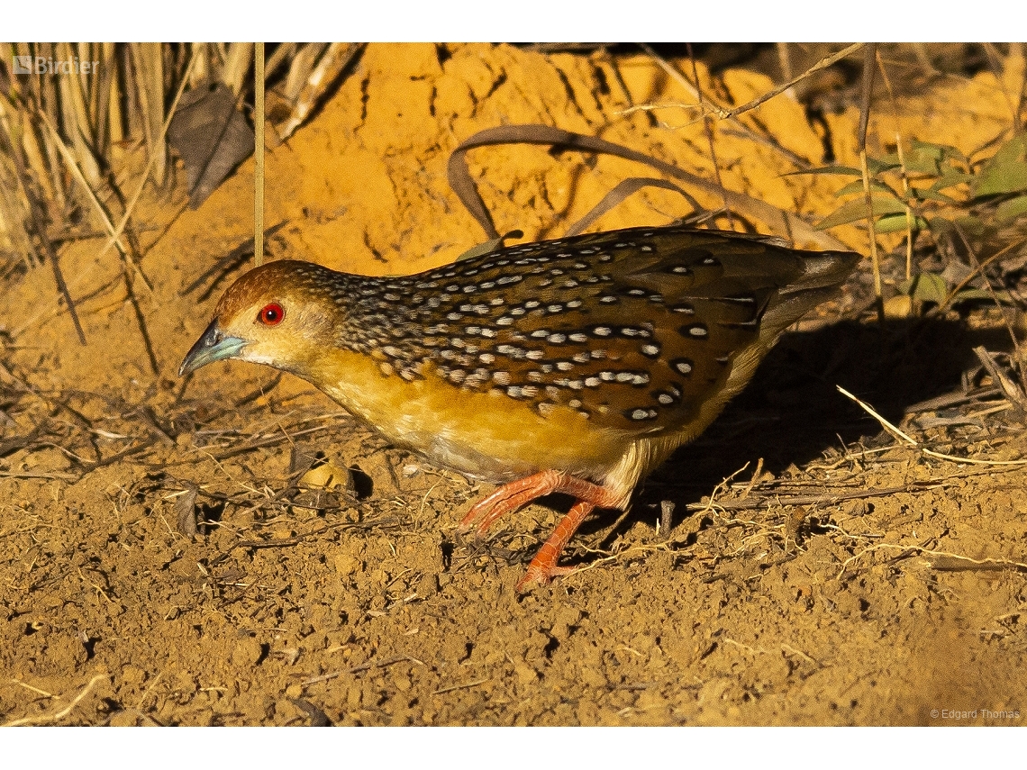 Rufirallus schomburgkii