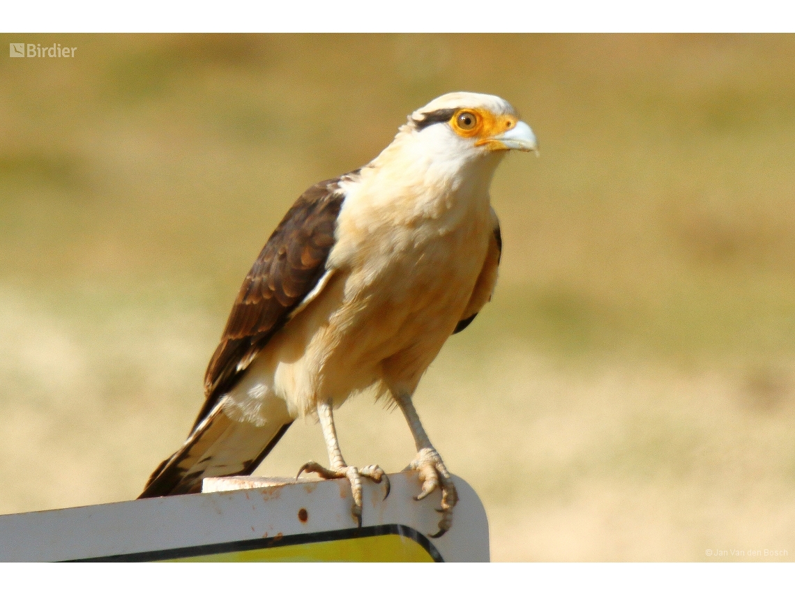 Daptrius chimachima
