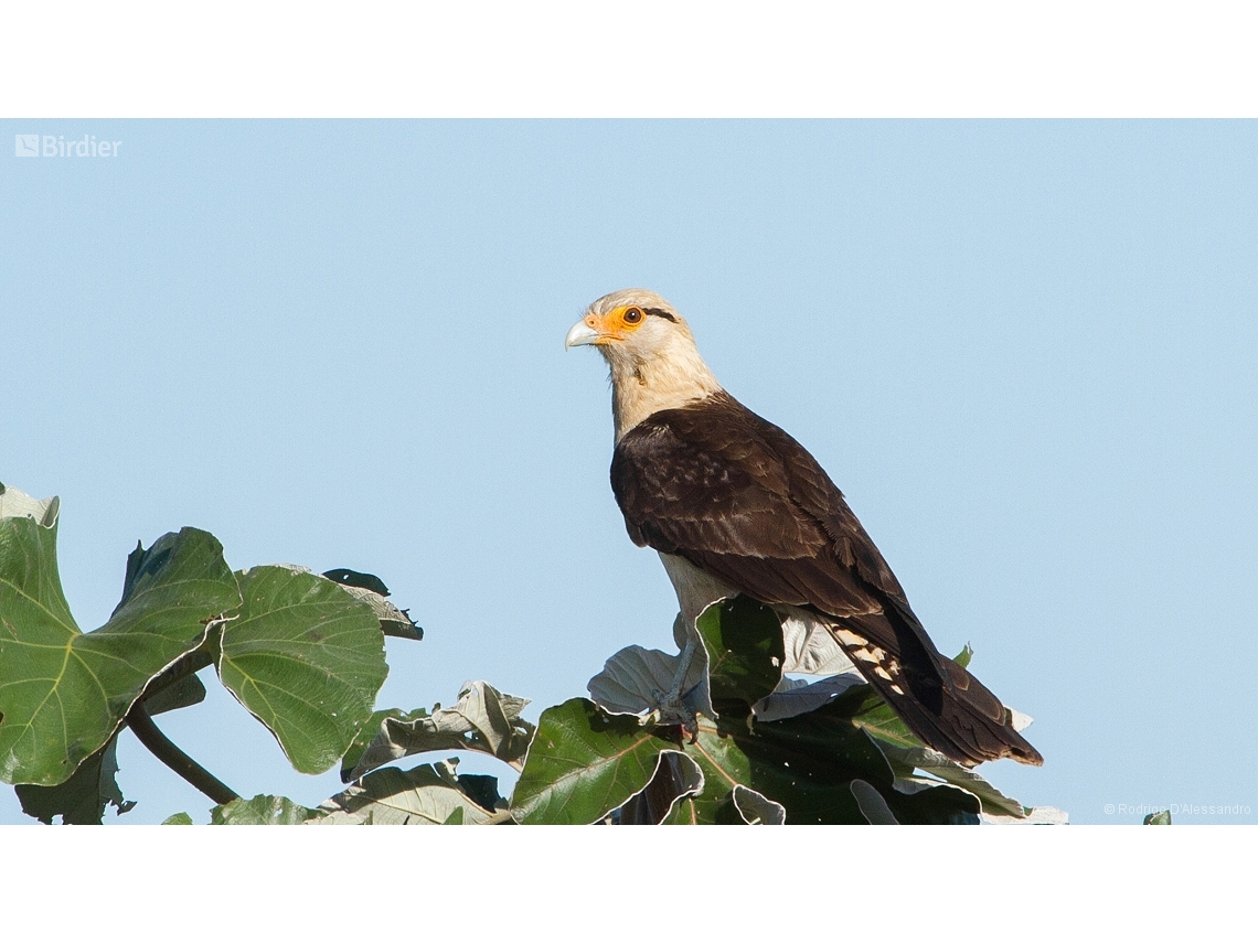 Daptrius chimachima