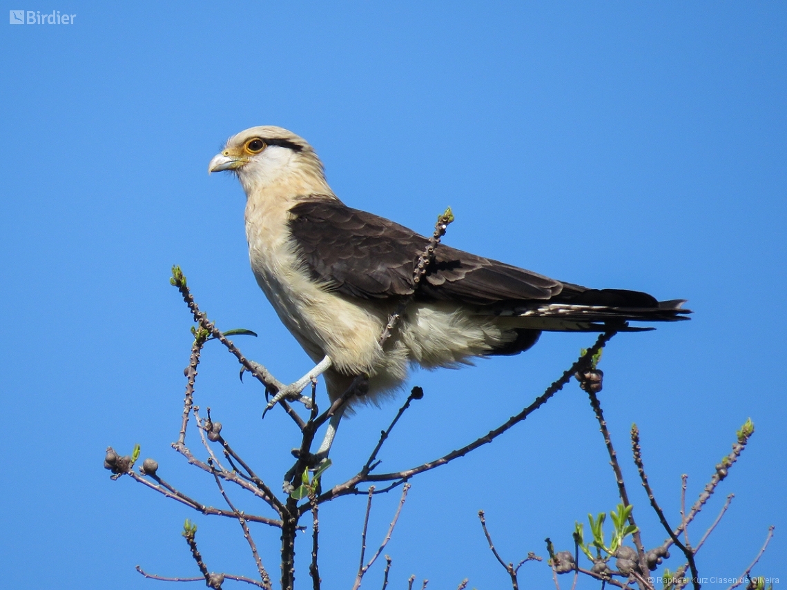 Daptrius chimachima