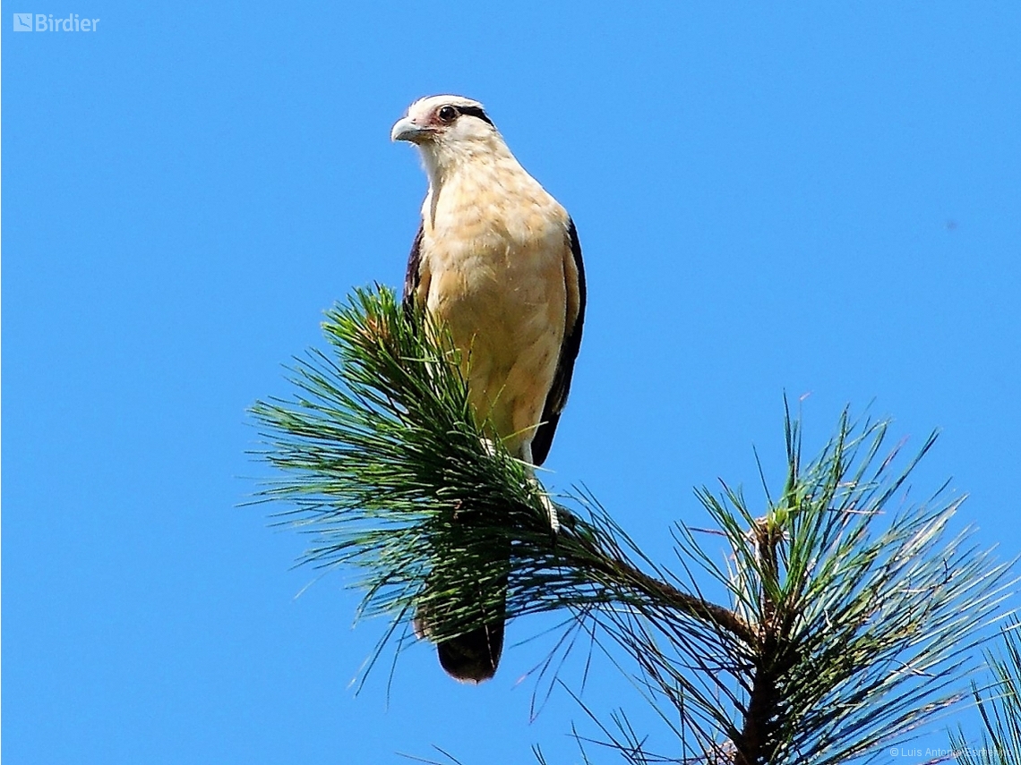Daptrius chimachima