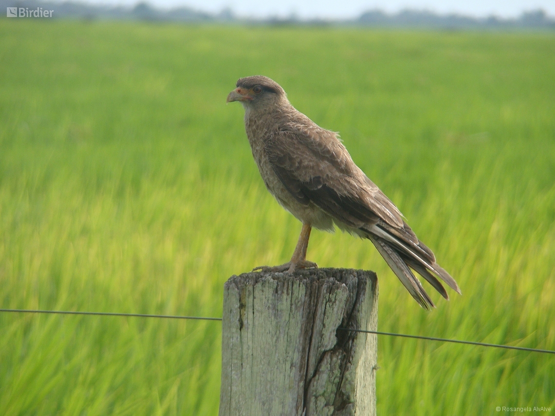 Daptrius chimango