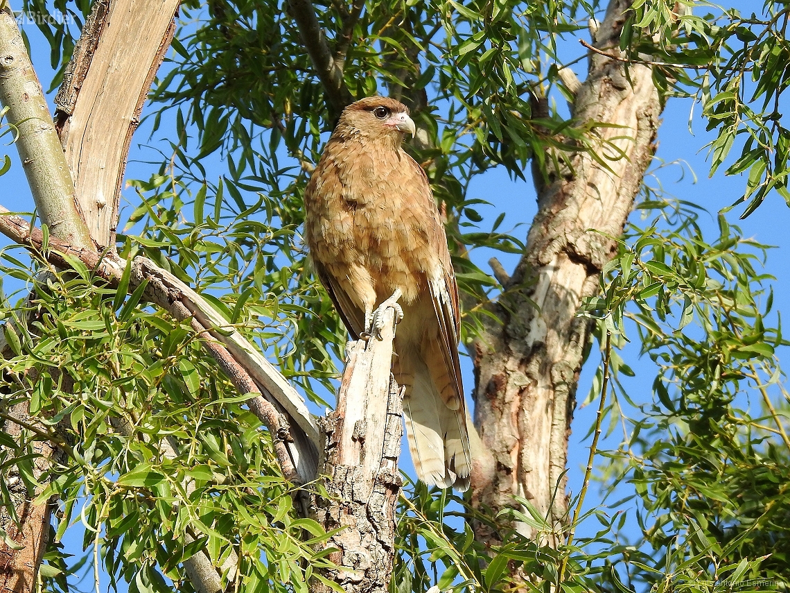 Daptrius chimango