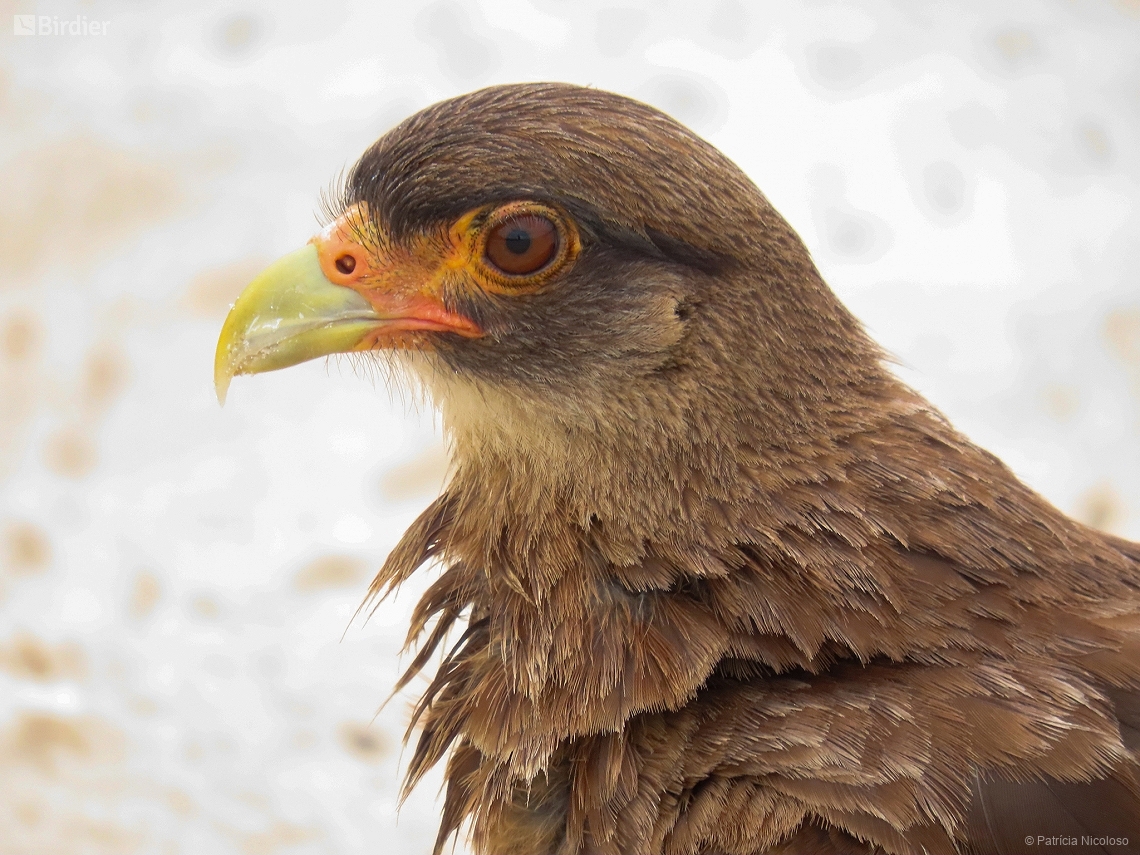 Daptrius chimango