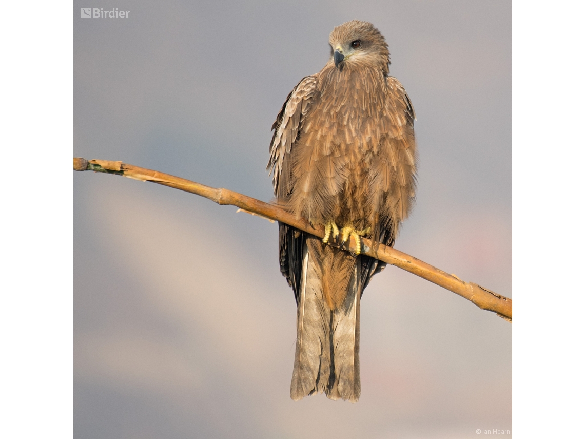 Milvus migrans