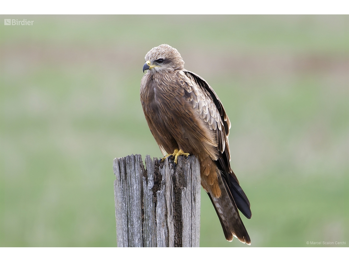 Milvus migrans