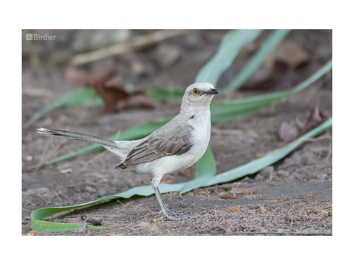 Mimus gilvus