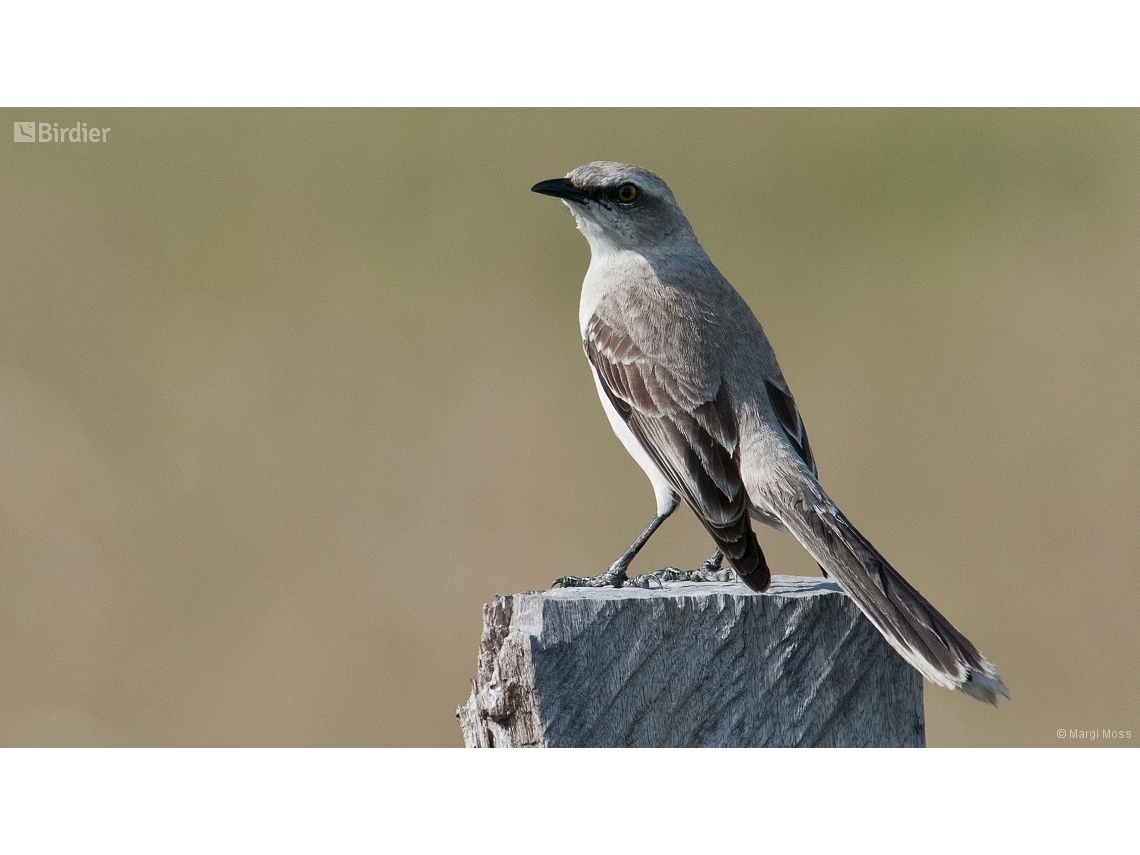 Mimus gilvus