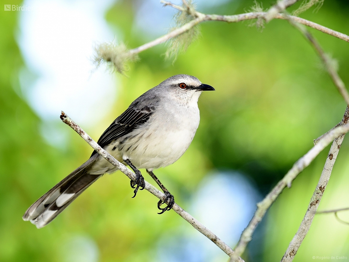 Mimus gilvus