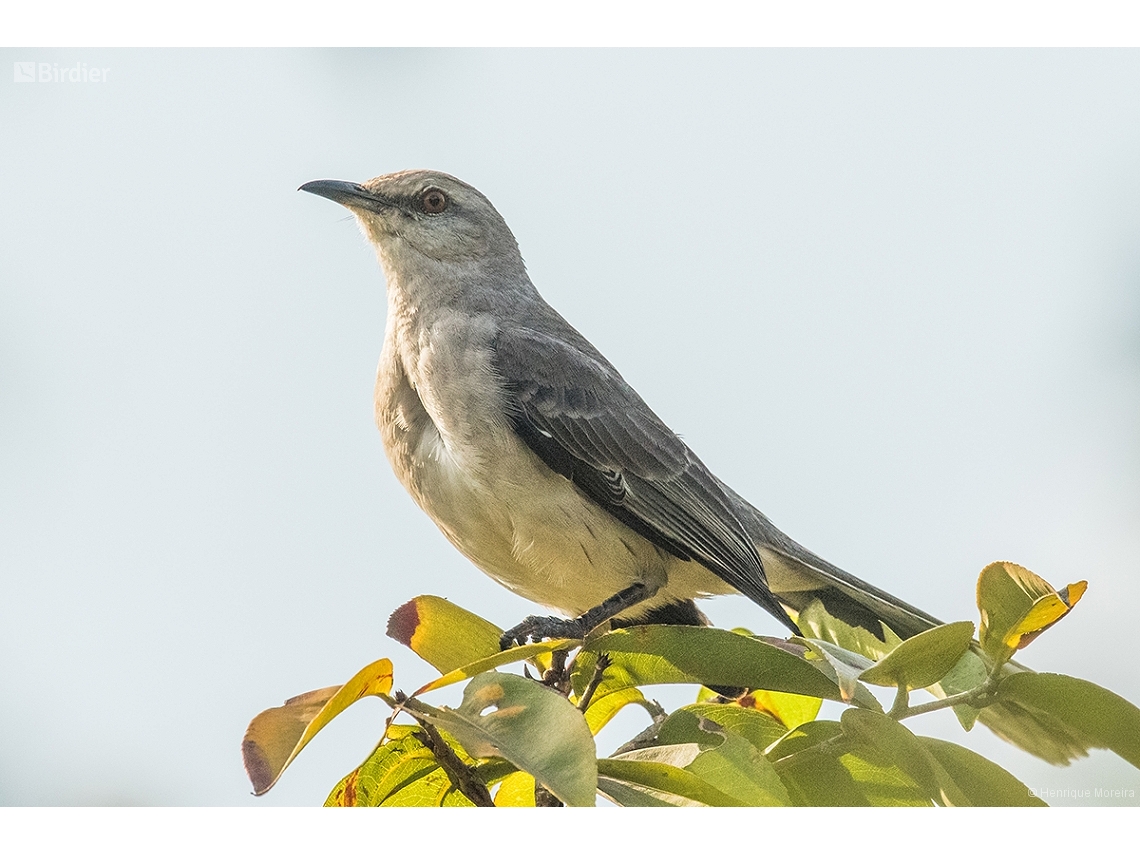 Mimus gilvus