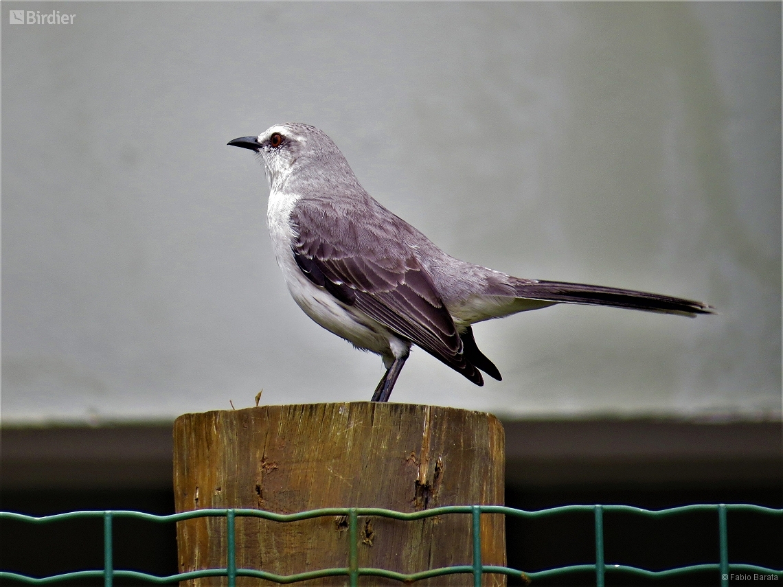 Mimus gilvus