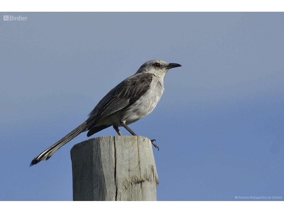 Mimus gilvus