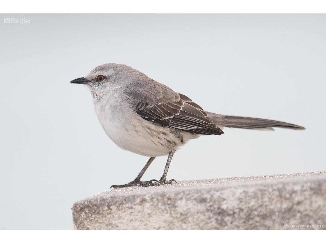 Mimus gilvus