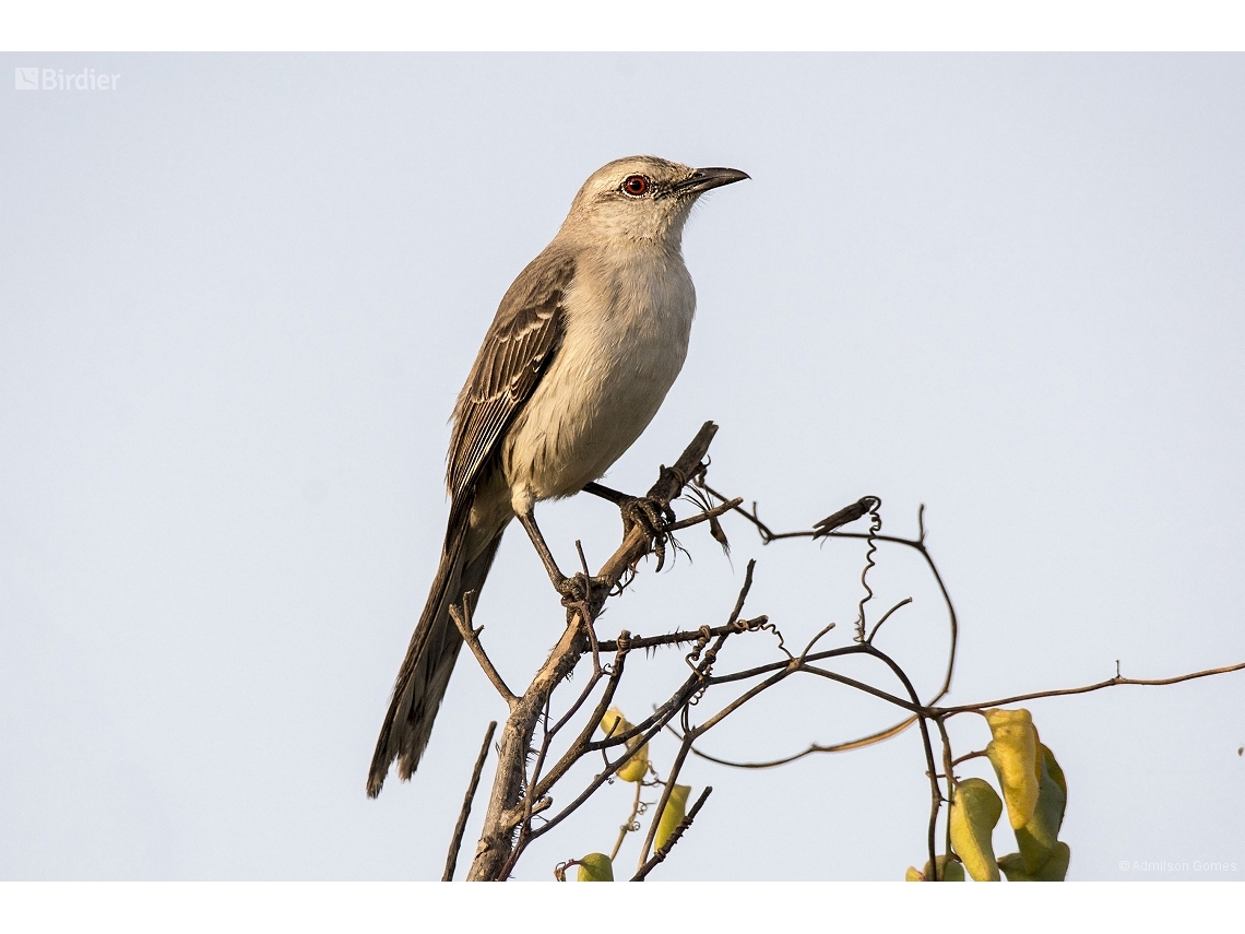 Mimus gilvus