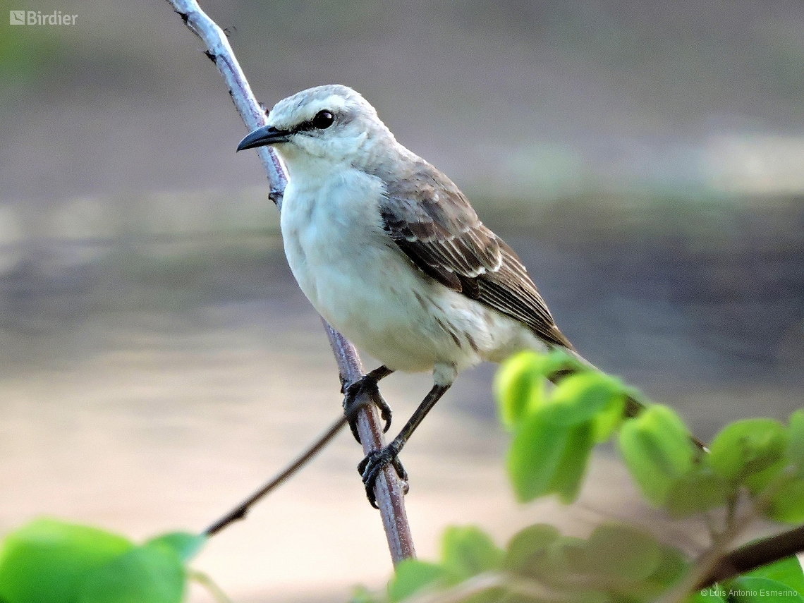 Mimus gilvus