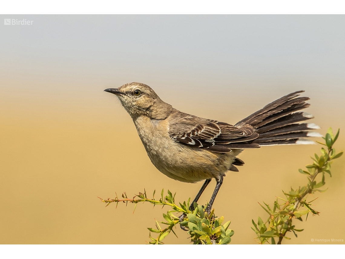 Mimus patagonicus